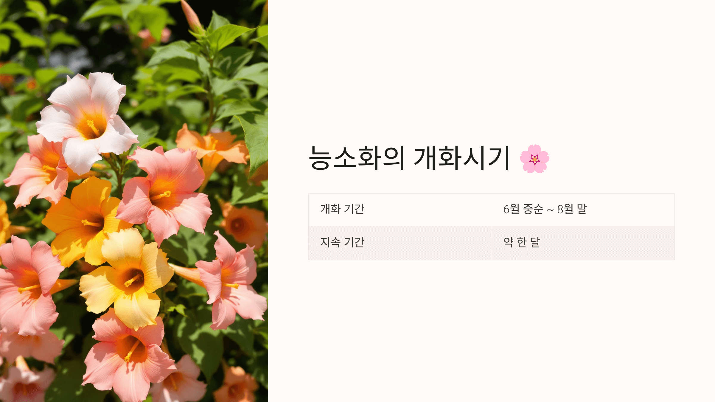 능소화 사진입니다.