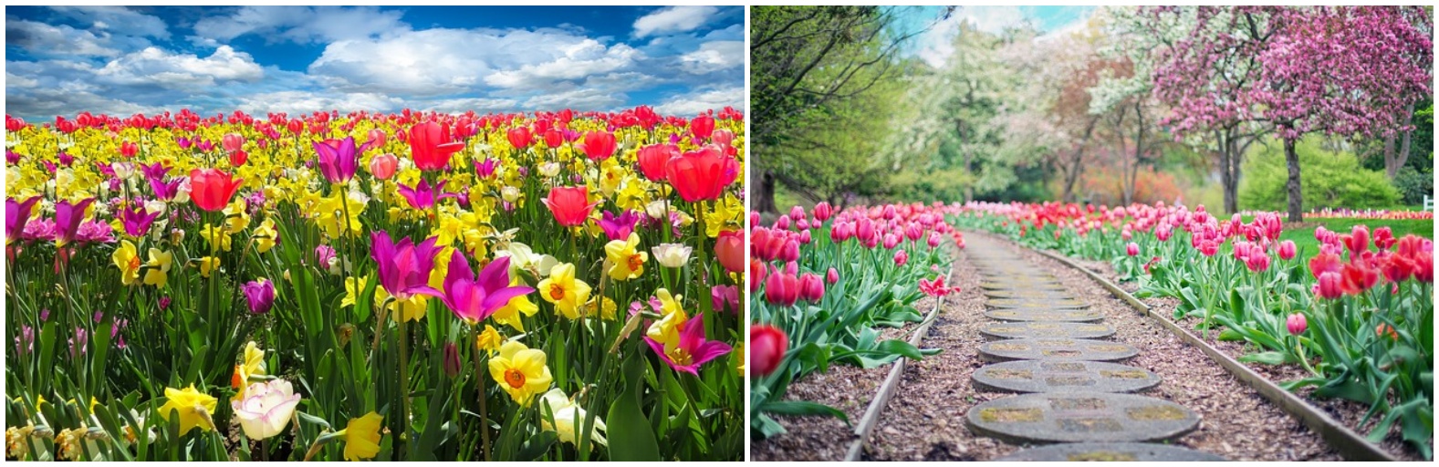 봄을 표현하는 꽃 사진들