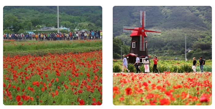 하동 양귀비 꽃 축제