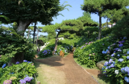 충청권 수국 명소 추천 7곳&amp;#44; 지금 안 가면 손해! 여름 꽃 여행지
