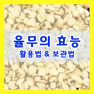 율무의 10가지 효능 율무 활용 방법 율무 보관법