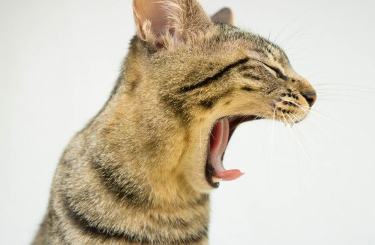 고양이와 주인.