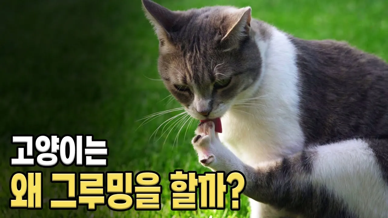 &amp;quot;고양이