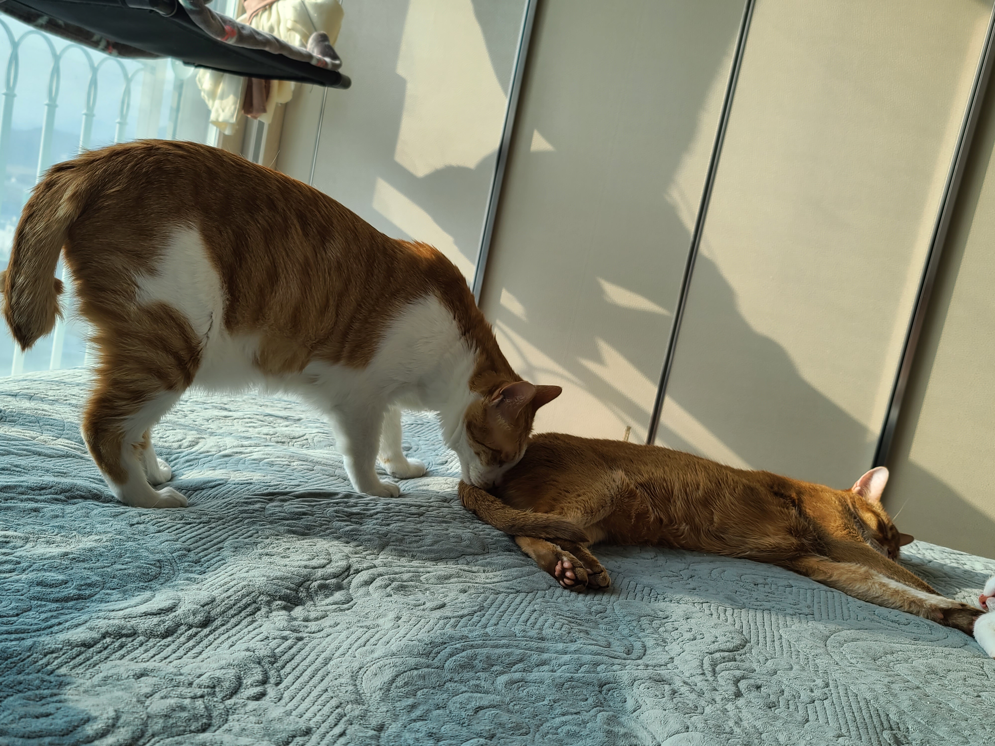 아비시니안 루나와 치즈냥이 호야의 동침