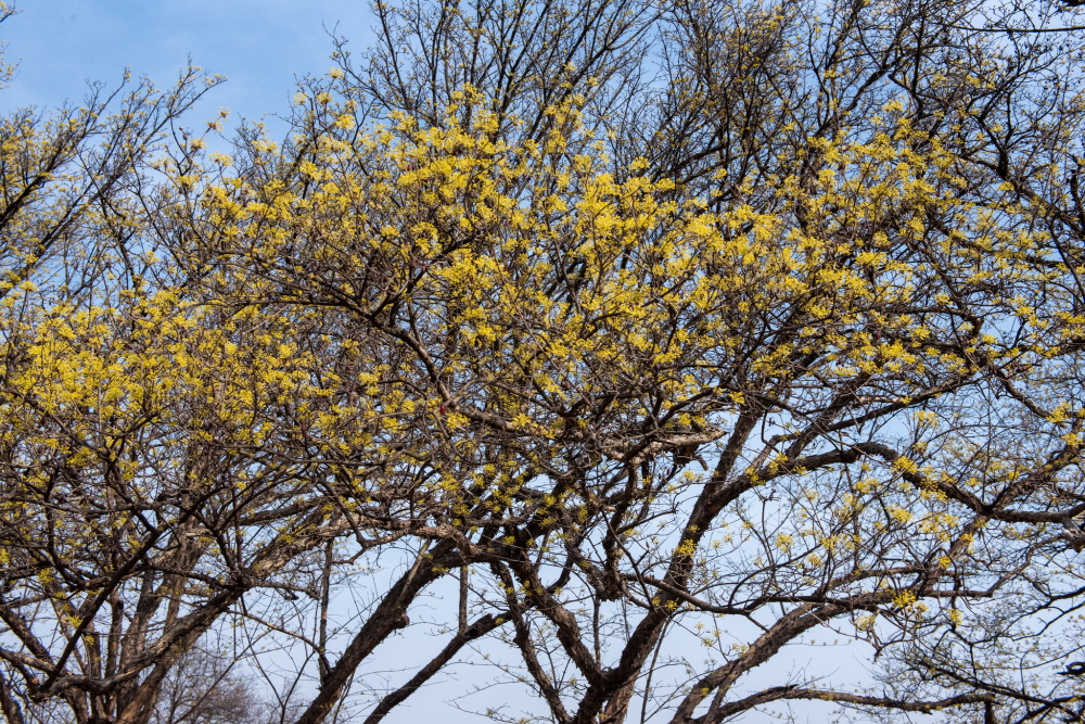 제26회 이천백사산수유꽃축제 일정 & 프로그램 안내/ 주차 안내