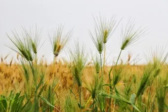 보리 재배 월동 관리 파종 밀도 웃자람 방지_33