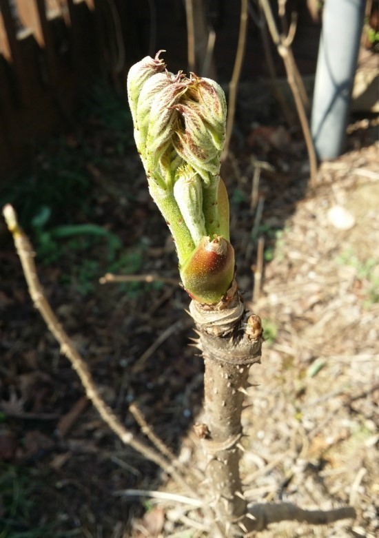 땅두릅 참두릅 효능과 부작용 