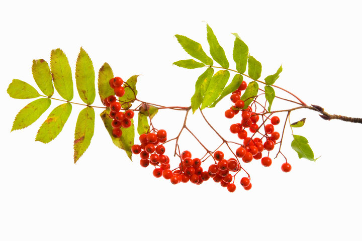 마가목 효능 총정리