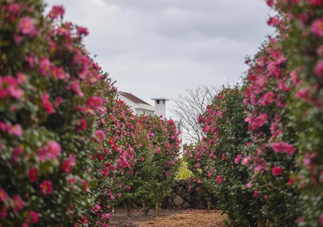 마노르블랑은 2천평이 넘는 정원에 7000여본에 장미와 유럽수국, 동백으로 꾸며진 환상적인 정원입니다