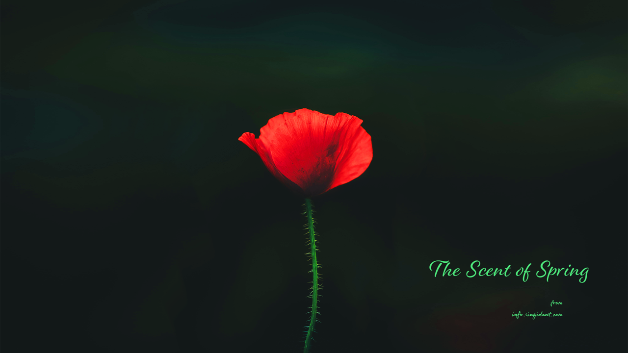12 꽃양귀비 검정배경 C - The Scent of Spring 꽃배경화면