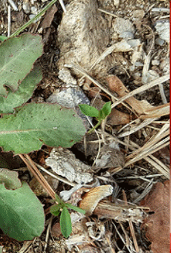 녹색풀과-숲속의-땅-바닥