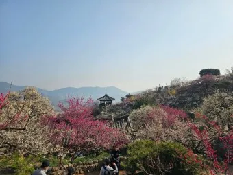 2025년 상반기 전국 봄꽃 임산물 축제 일정 예매_18