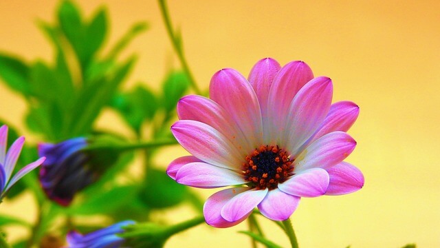 마가렛 꽃&amp;#44; 마가렛 꽃말