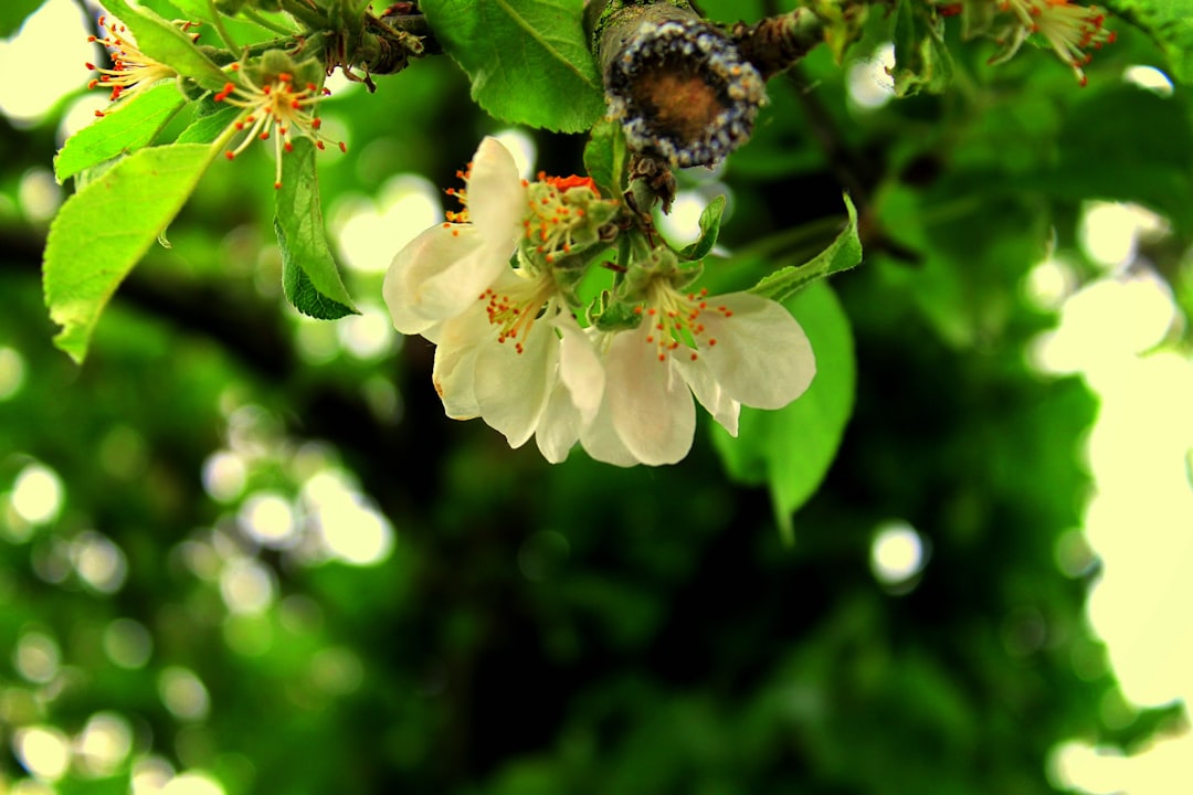 Pruning