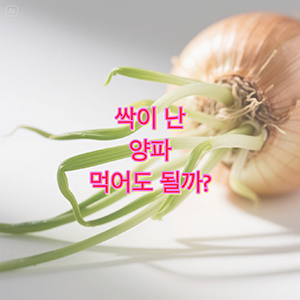 싹이 난 양파, 먹어도 될까? 양파의 영양소부터 보관법까지