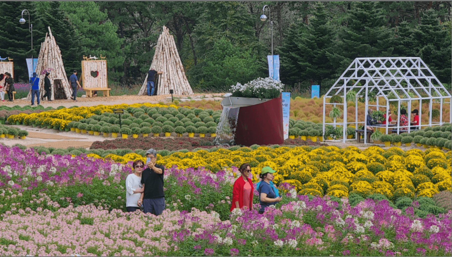 인제가을꽃축제 가는길&amp;#44; 이벤트 총정리