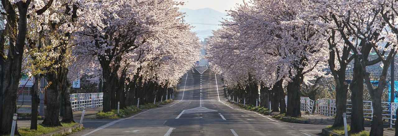 벚꽃 거리