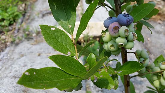 [아이 동반, 서울 근교 여행지]경기도 포천 서운동산｜딸기, 블루베리, 옥수수, 먹이주기, 밤줍기 등 체험 가득한 가족 여행지