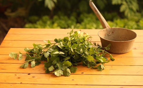 약초 재배, 수집, 가공, 그리고 추출 방법의 발전