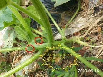 작물 순지르기 유인 기본 토마토 오이 가지 고추 수형관리_7