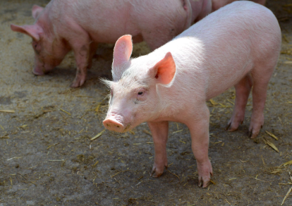 수백 마리 돼지가 달리는 축제 &ndash; 프랑스 &lsquo;돼지 축제&rsquo; 현장 이야기