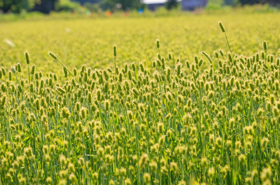 원주 용수골꽃양귀비축제 청보리