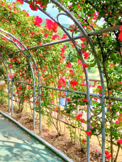 단양 장미터널 완전 정복! 강변 따라 걷는 1.2km의 장미향 산책로