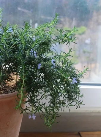 로즈마리 물주기 가지치기 환기관리 햇빛배치 주방 허브로 인기_9