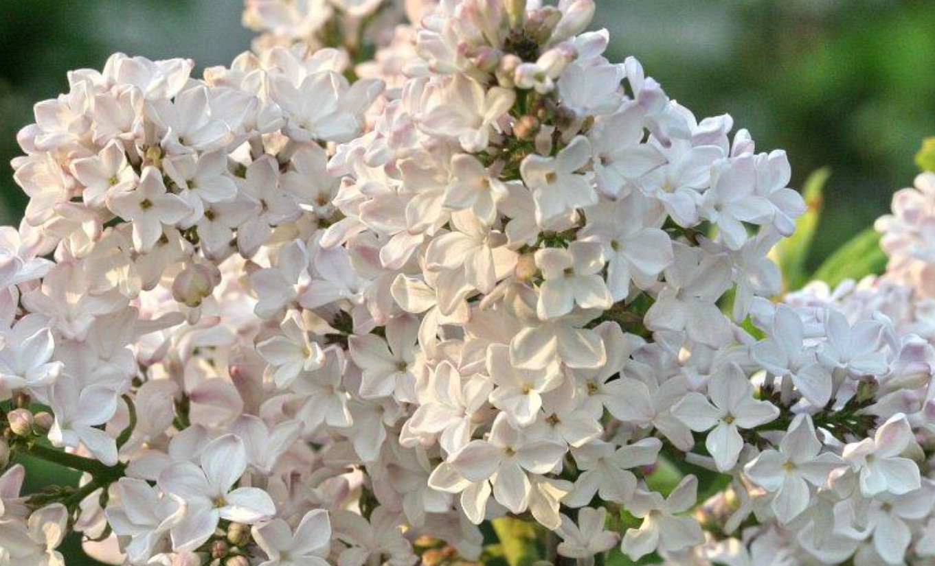 라일락 꽃 선물