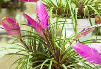 틸란드시아 시아네아