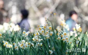 수선화 품종 관리요령_12