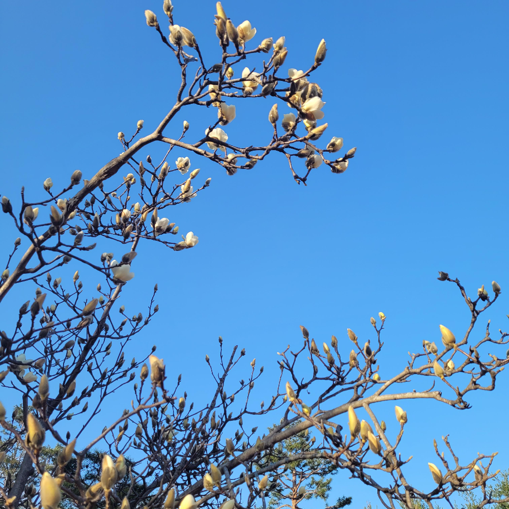 올해 백목련 하얀목련과 첫 만남 가진 날