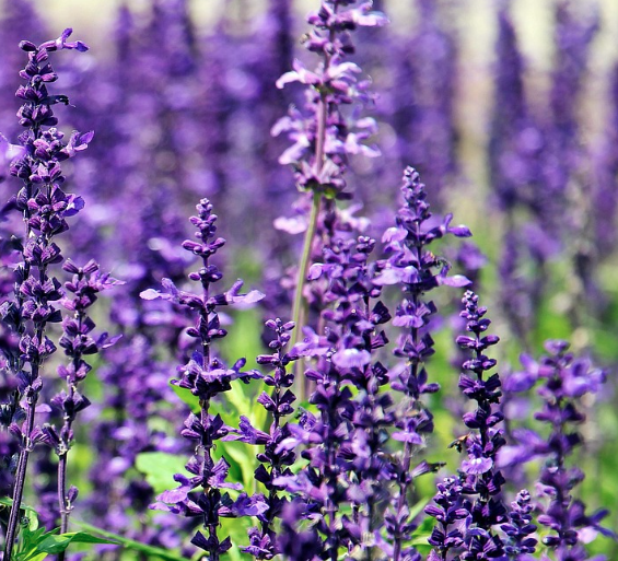 2025 퍼플섬 라벤더 축제