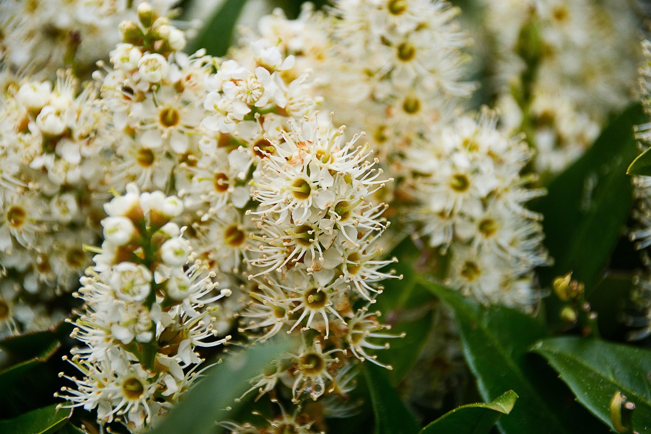 블루버터플라이피