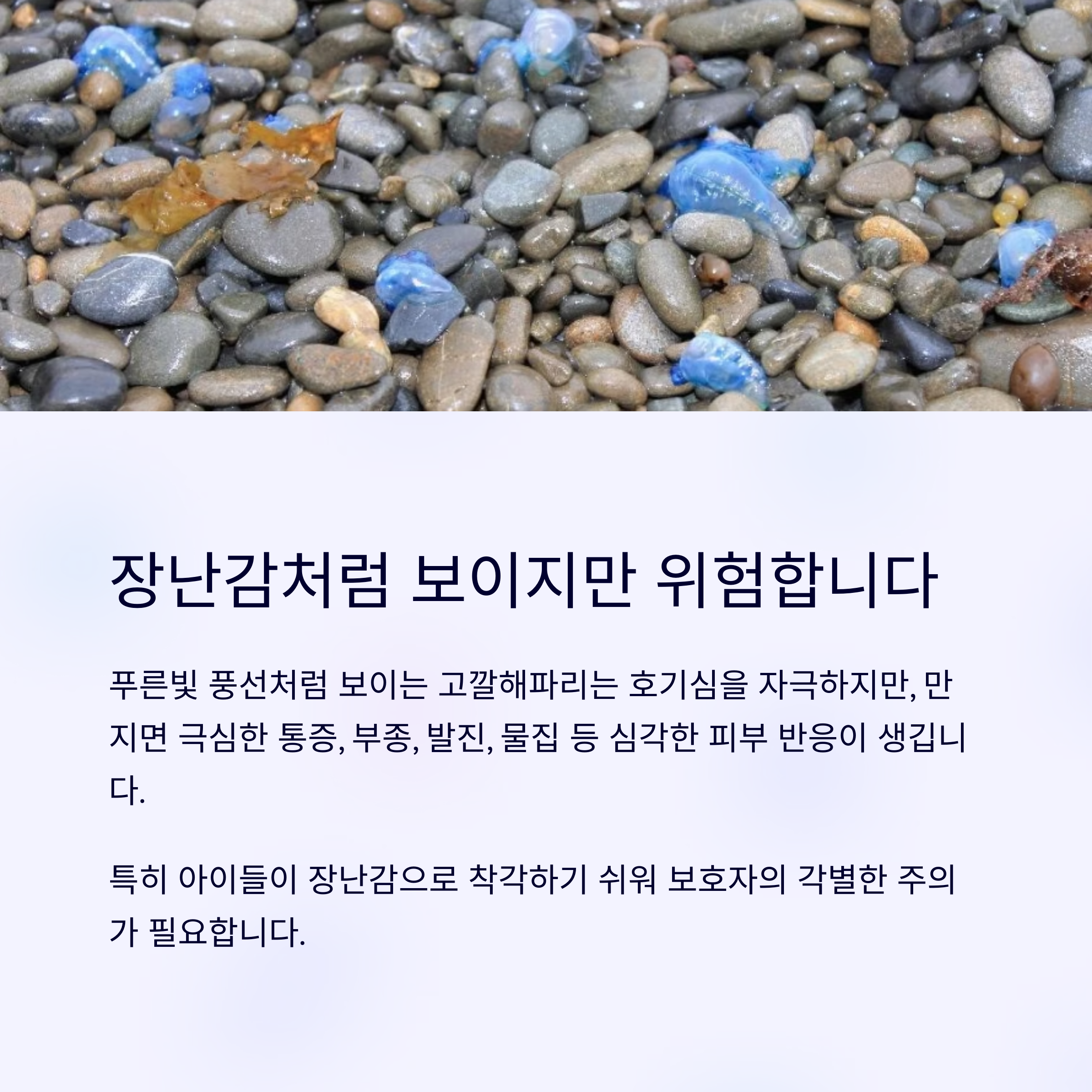 장남감 처럼 생긴 해파리 위험