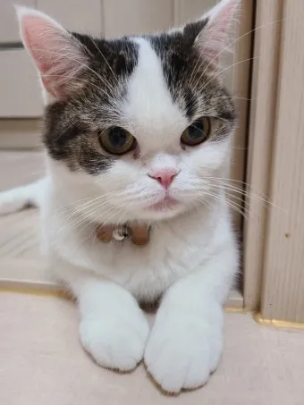 집고양이 vs 길고양이 평균 수명 차이 심층 분석_21