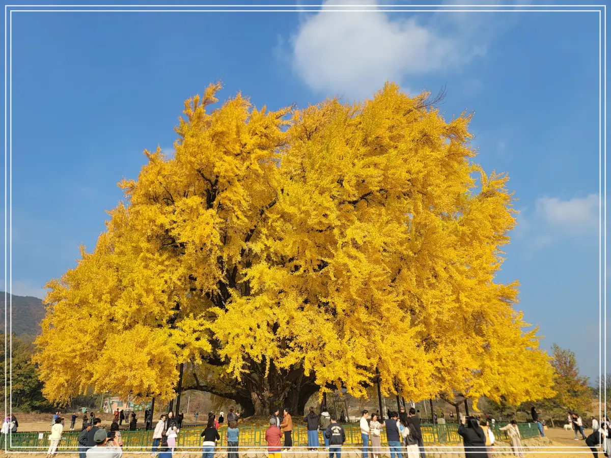 반계리-은행나무-보행로-앞-전경