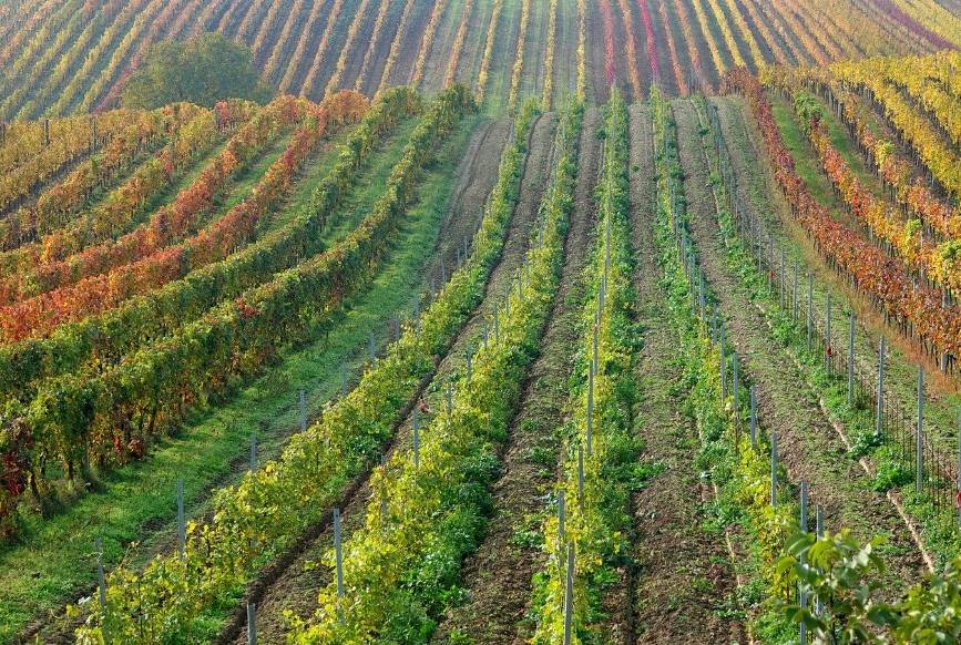 해남미소절임배추 사전예약 꿀팁! 10kg&middot;20kg 가격 비교