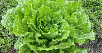 김장 절임배추 마트별 가격 비교(24년 11월14일 기준)