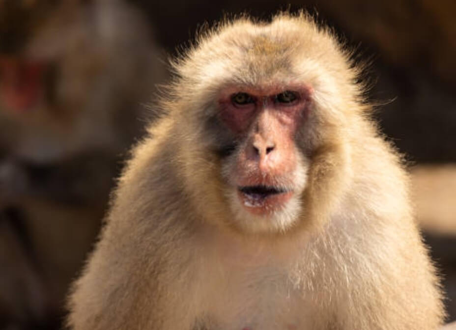 원숭이띠와잘맞는띠 원숭이띠뱀띠궁합