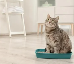 고양이 꿈해몽 풀이