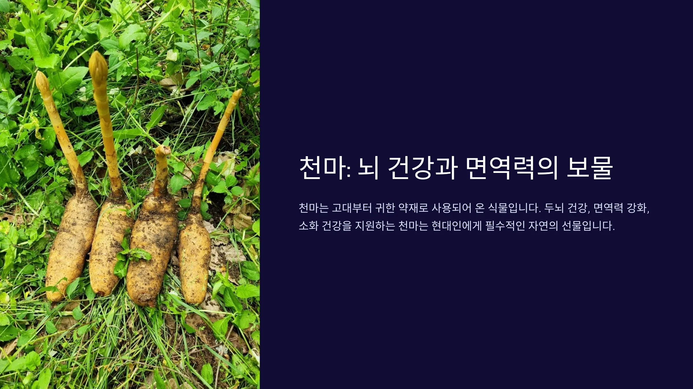 천마, 두뇌 건강과 면역력까지! 필수 효능 정리