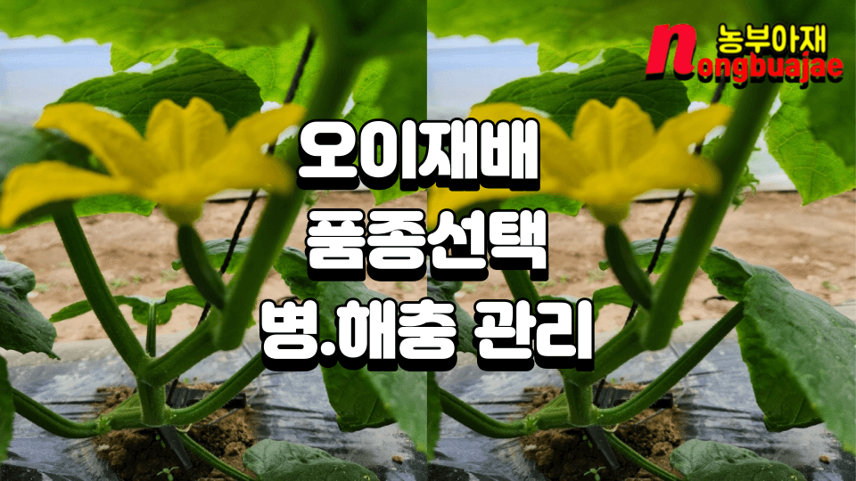 오이재배 품종선택 병해충 관리