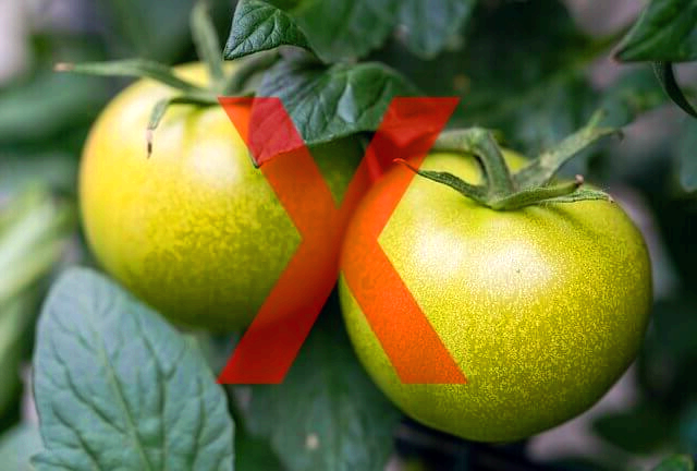 덜익은 토마토는 섭취하지 않는 것이 좋다