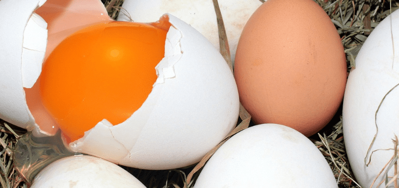 레시틴이 많은 음식 사진