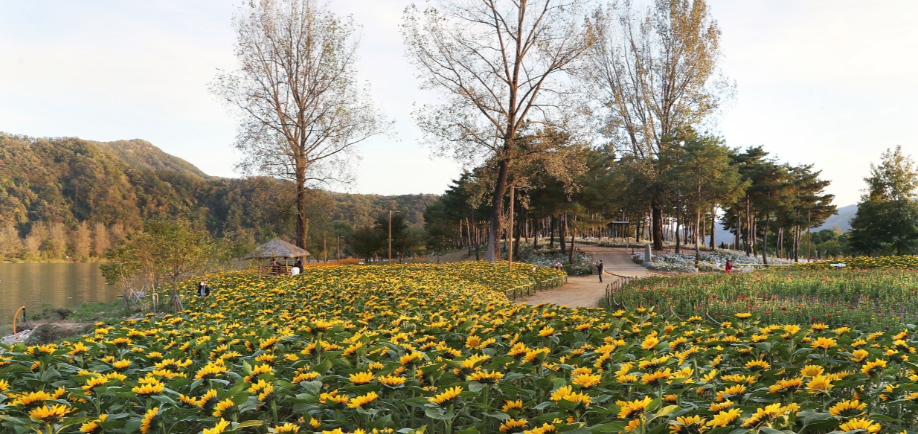 자라섬 꽃 : 가평군 자료