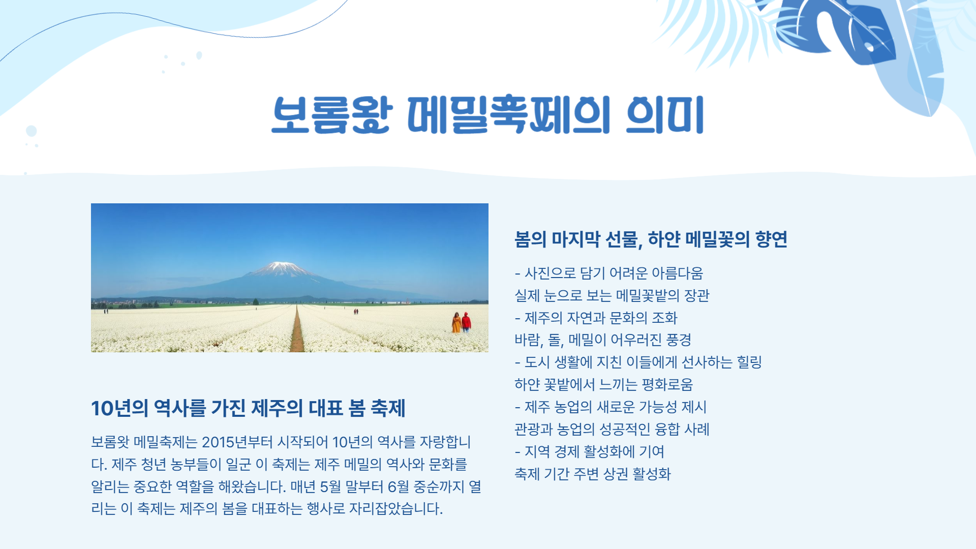 제주 보롬왓 메밀축제