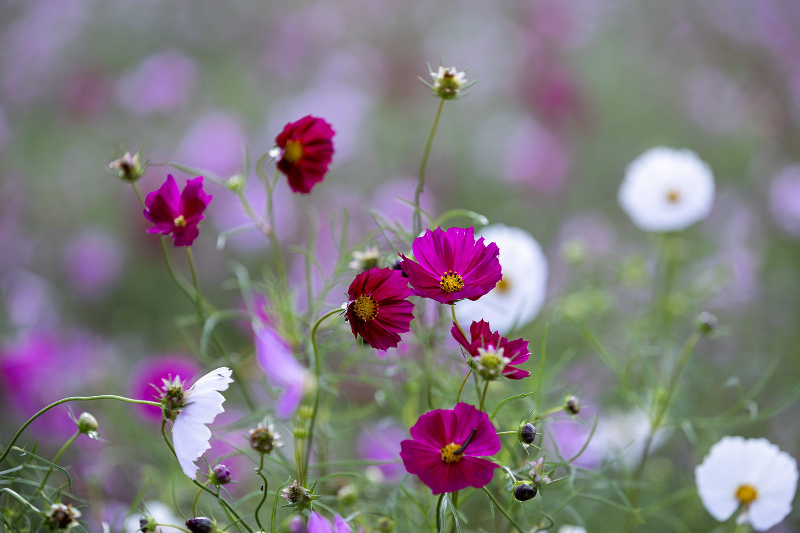 진안 농업기술센타 진안 농업기술센타
