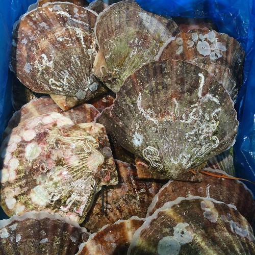 가리비-이미지-3