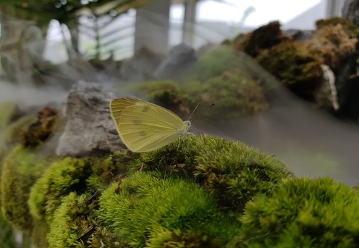 유리온실-나비